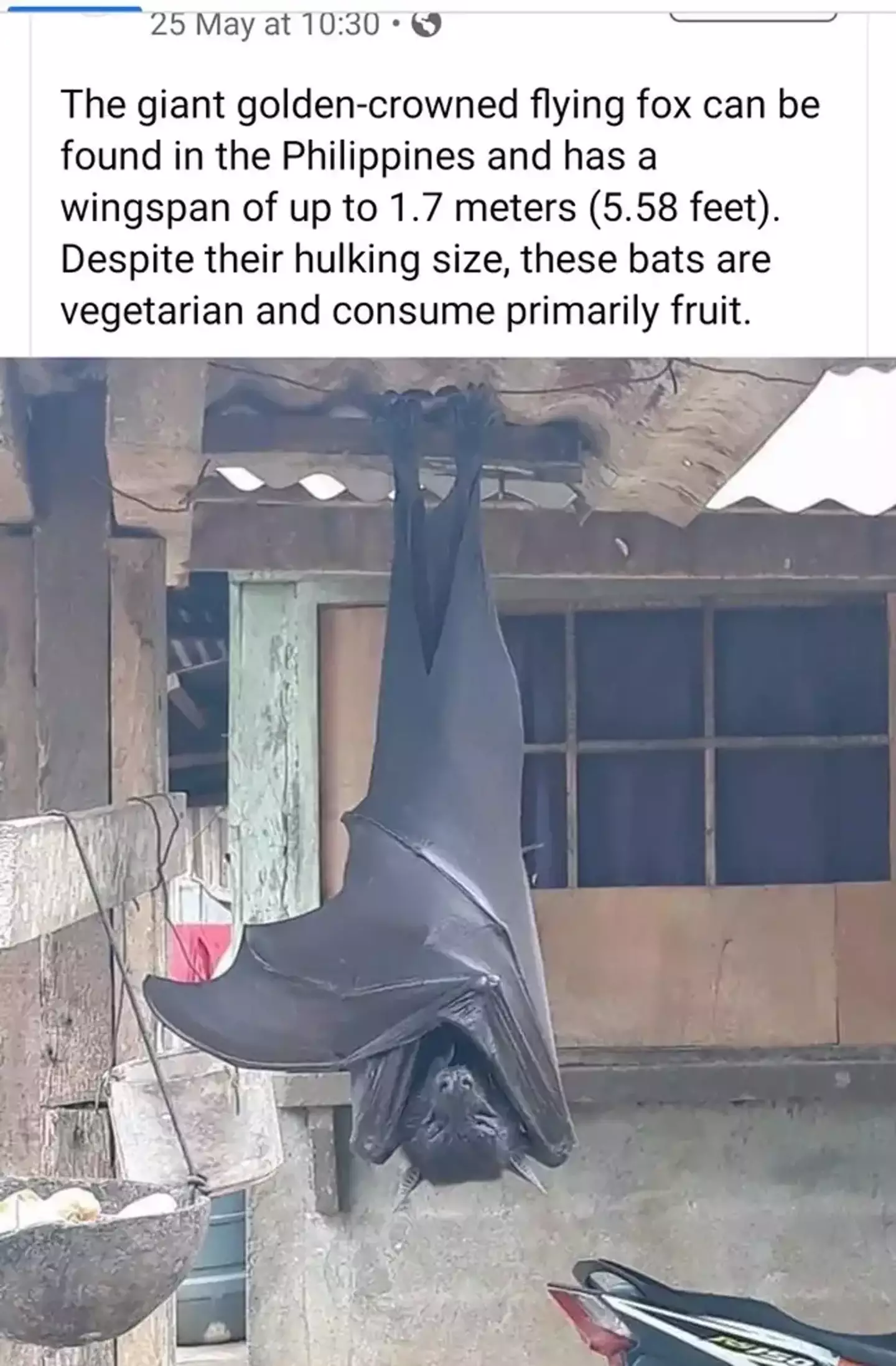 That's quite a bat.