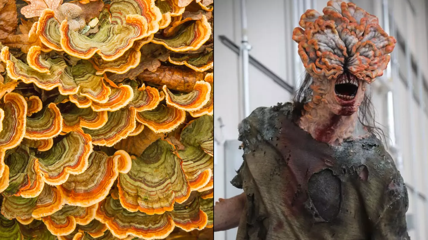 Expert warns humans could be wiped out by Last of Us-type 'fungi apocalypse'