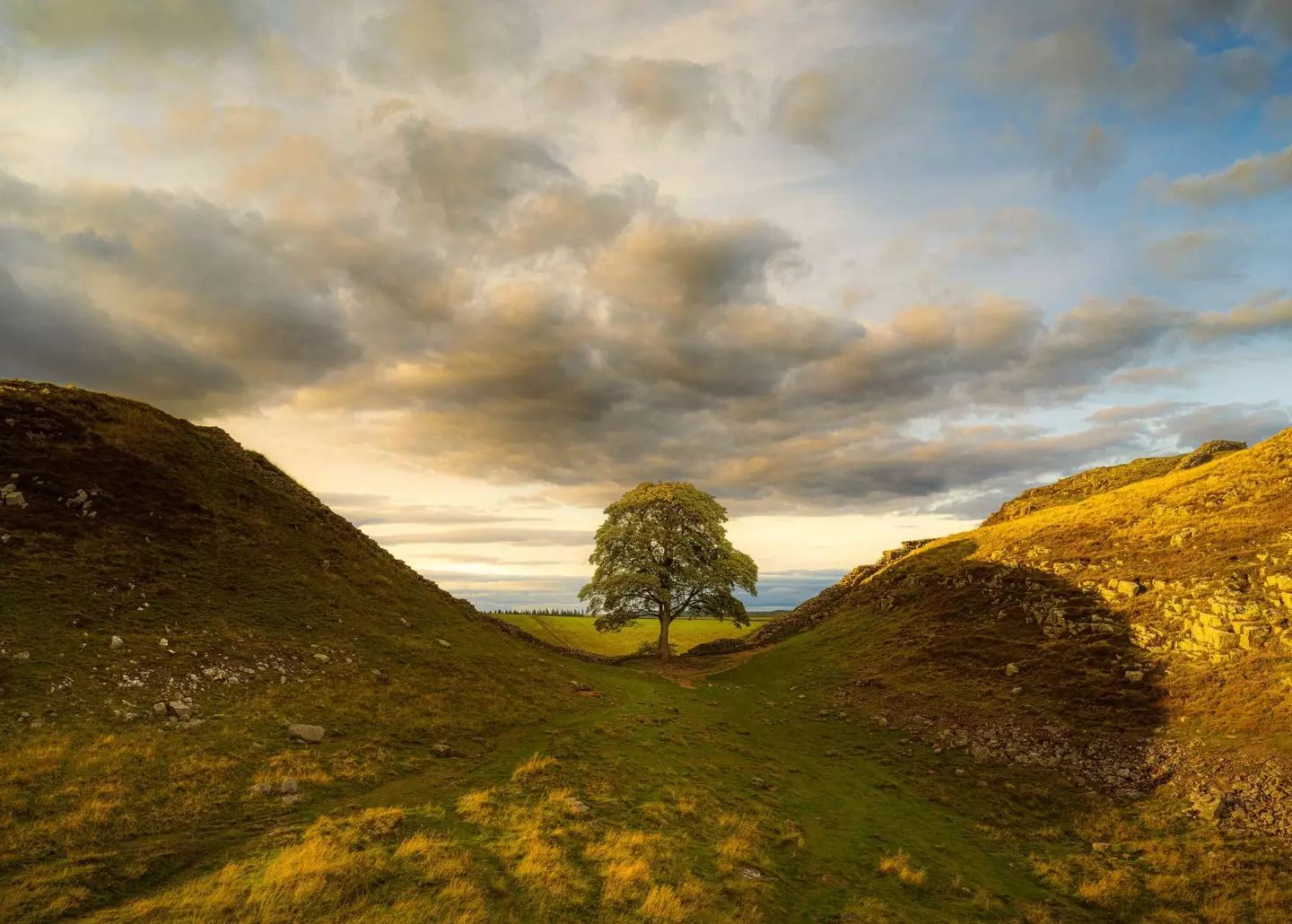 The iconic Sycamore Gap tree. (Michael White/Northumberland National Park/Facebook)