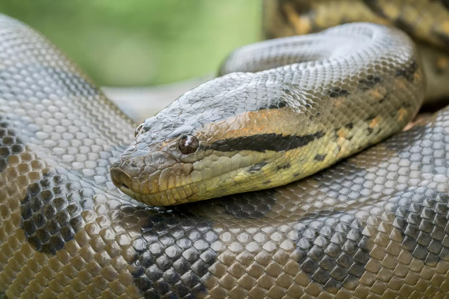 An anaconda would be perfectly capable of eating a human being. (Getty Stock Image)