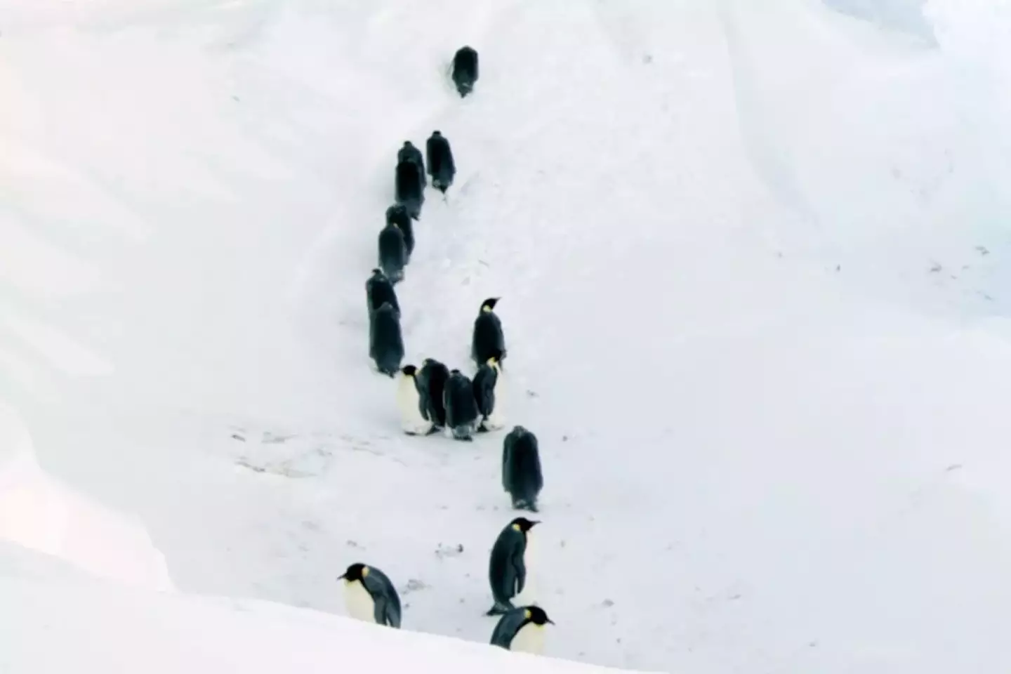 The penguins were in trouble. (BBC)
