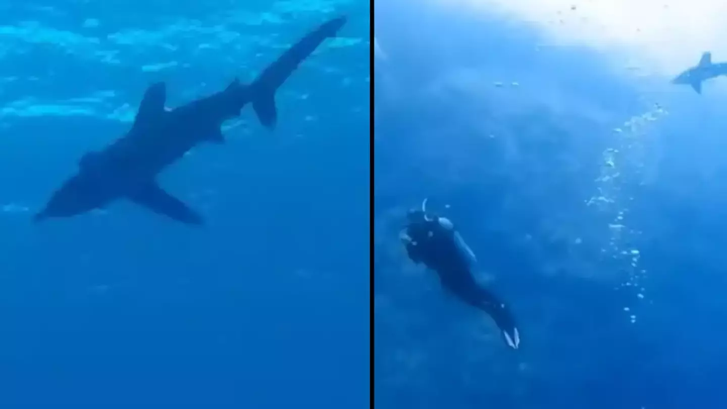 Man who filmed harrowing shark attack so clear you could hear scream says he’s still haunted by it