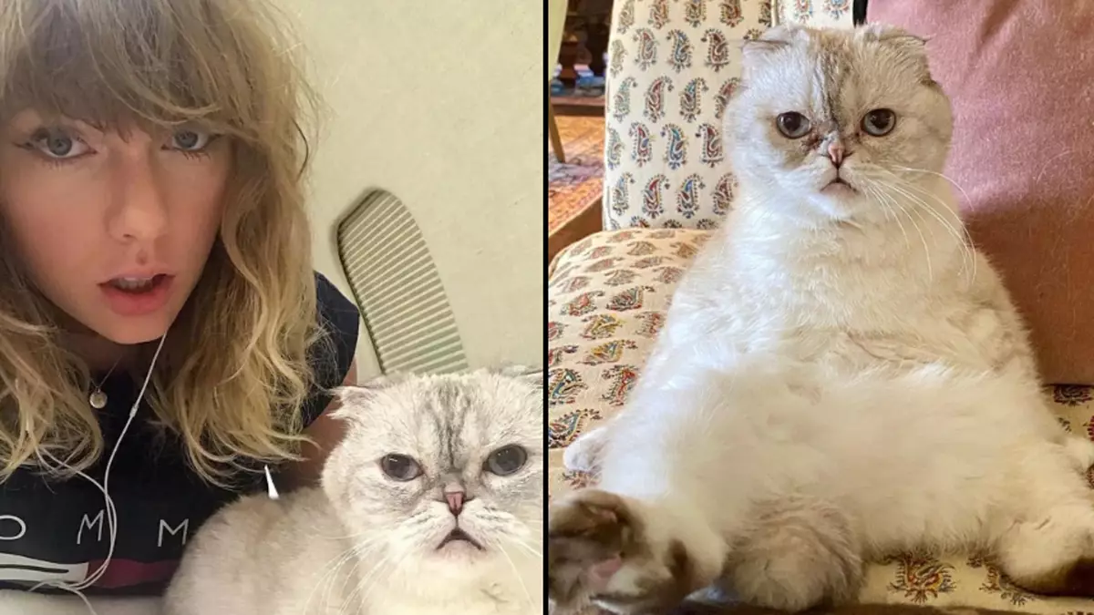 Taylor Swift's cat Olivia is the world's third richest pet with a net worth