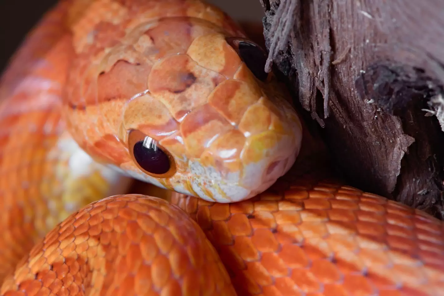 The reptile was identified as a three-foot long corn snake.