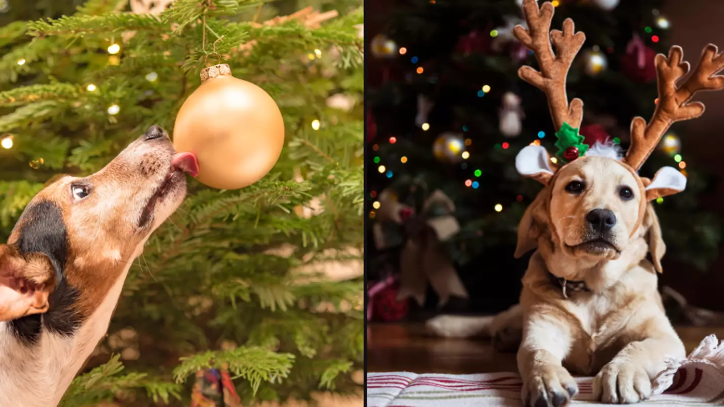 Brits issued urgent warning over Christmas decorations that can kill your dog