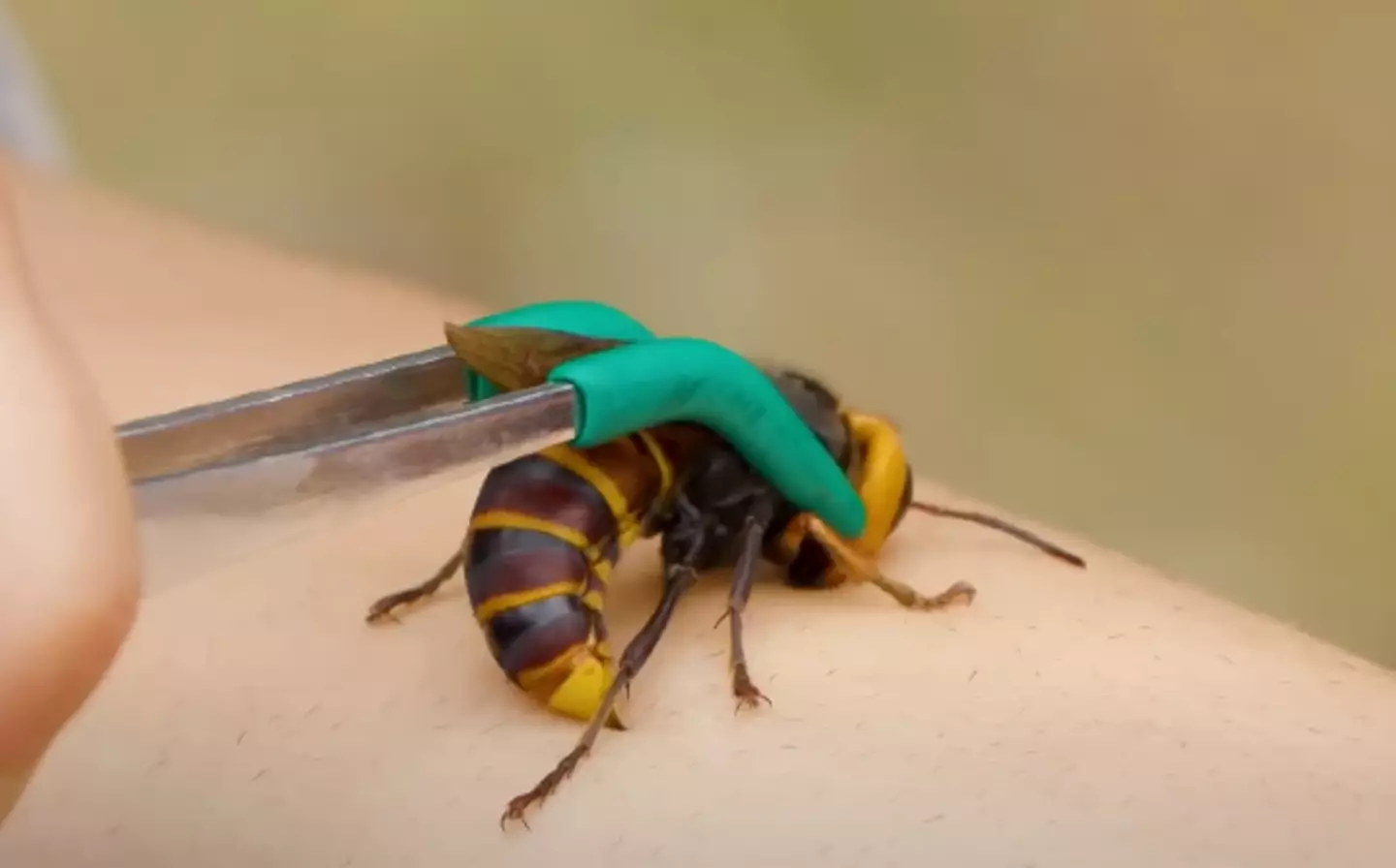The British public have been warned of a potential surge in Asian hornets. (YouTube/Brave Wilderness/Inside Edition)