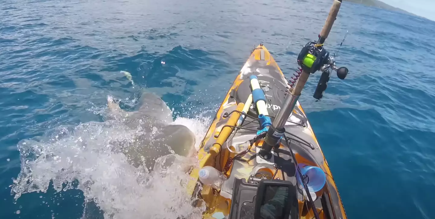 The fisherman thinks the tiger shark mistook his kayak for a seal.