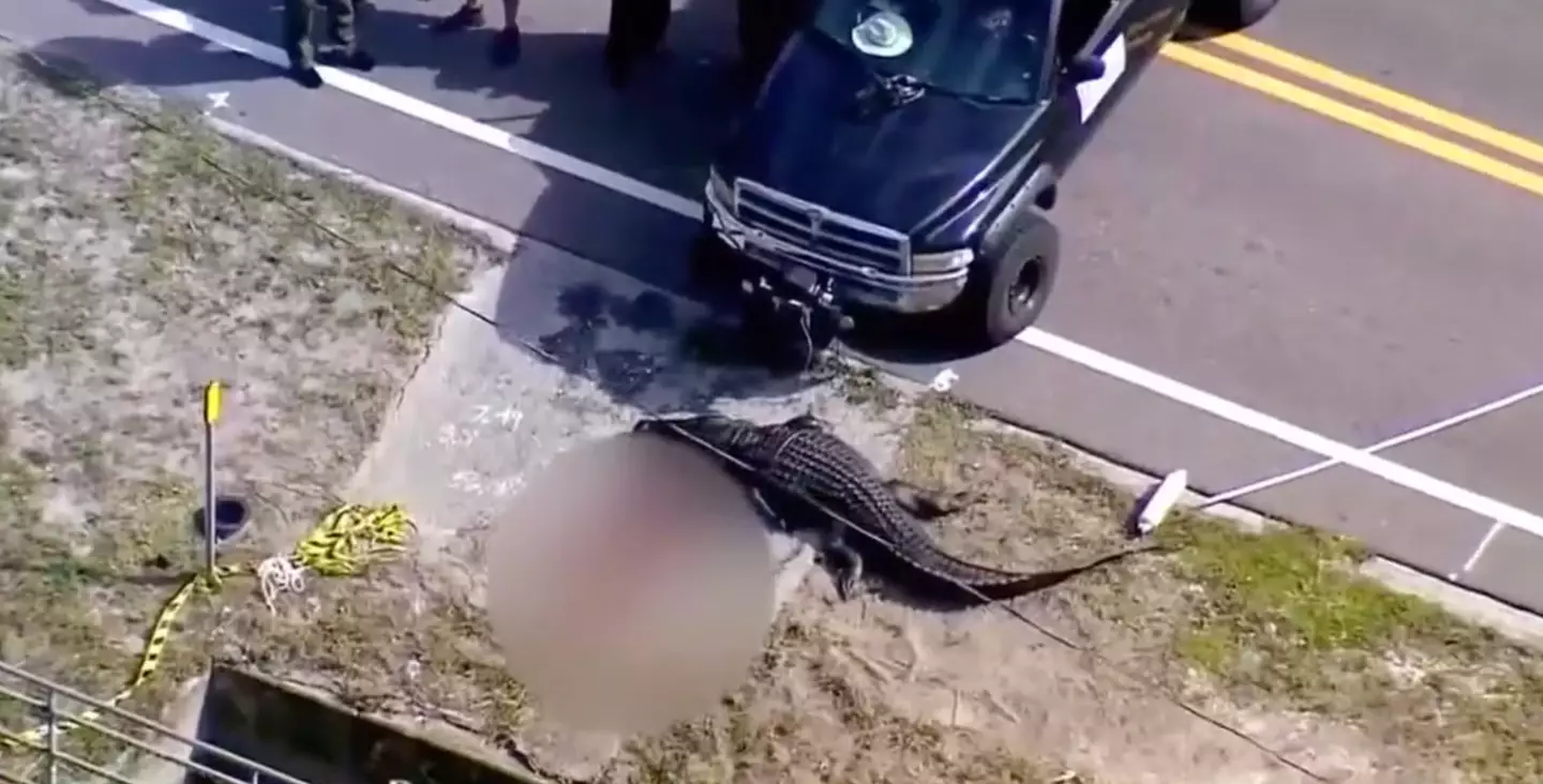 The alligator was humanely killed (Florida Fish and Wildlife Conservation Commission)