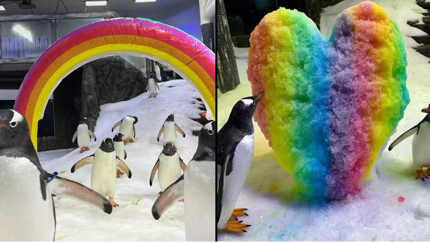 Openly gay penguin couple teaching NSW kids about same-sex relationships