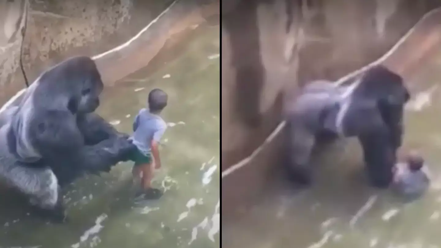 Family of boy who fell into Harambe’s enclosure had to ‘go into hiding’ after backlash