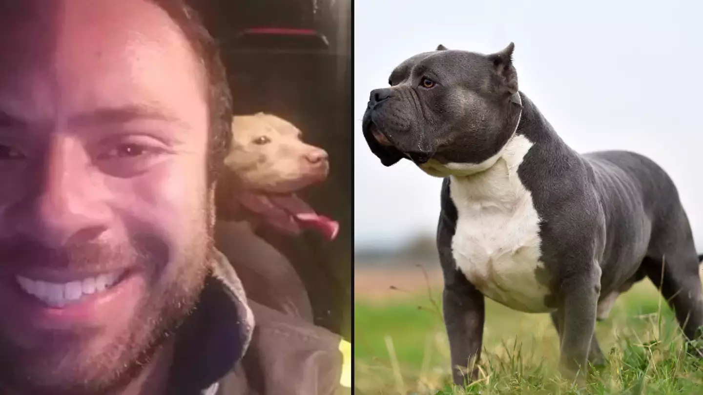 Major heartbreak for man who drove 200 miles through night to rehome XL Bullys as new ban is announced