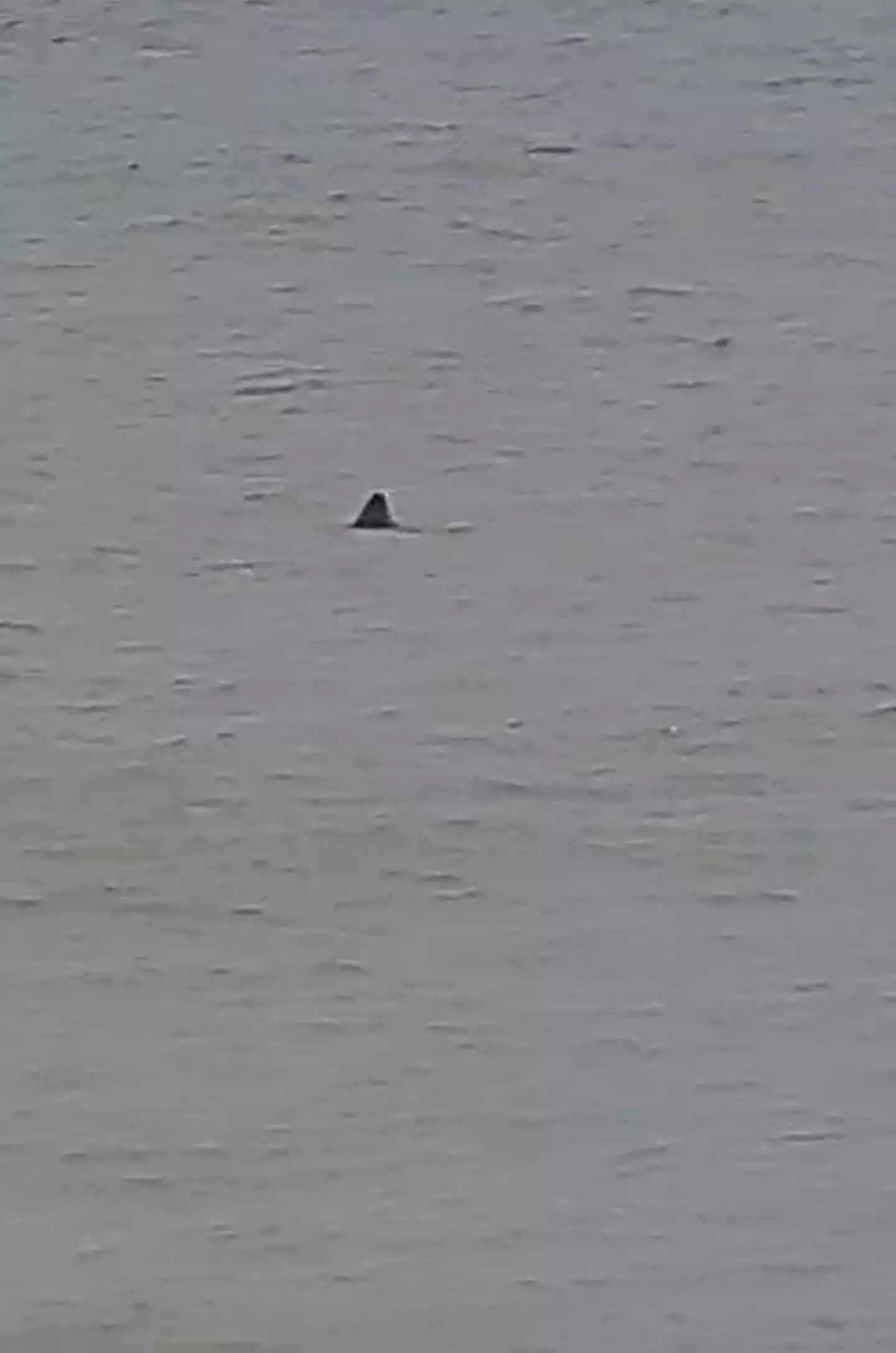 The family spotted what they reckon is the fin of a Great White shark. (Kennedy News and Media)