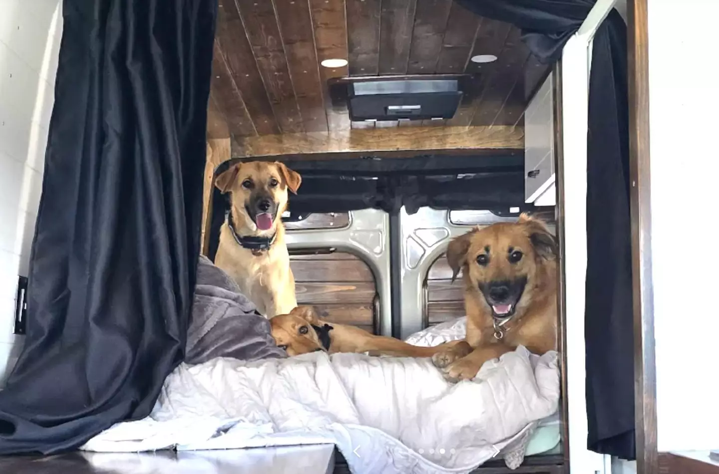They chose to have three wishes granted, which included getting a Sprinter van to fit their four beloved dogs (Treasure Game$)