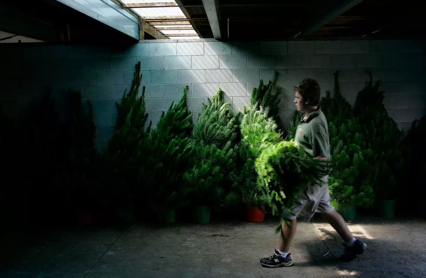 It's nearly that time of year to figure out how to carry home your tree.