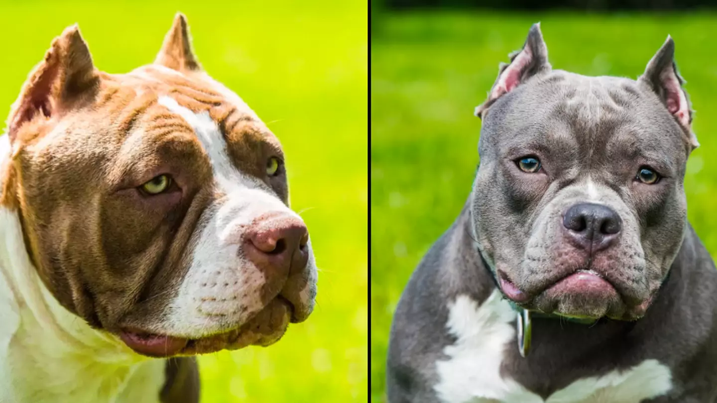 XL Bully could become only the fifth dog breed that's banned in UK