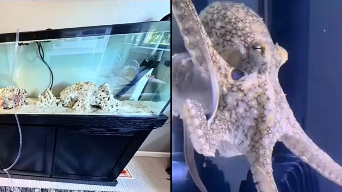Pet octopus family bought for nine-year-old son destroys their home