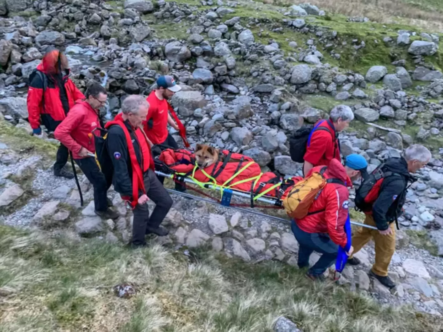 13 volunteers helped to rescue Rocky from Scafell Pike.