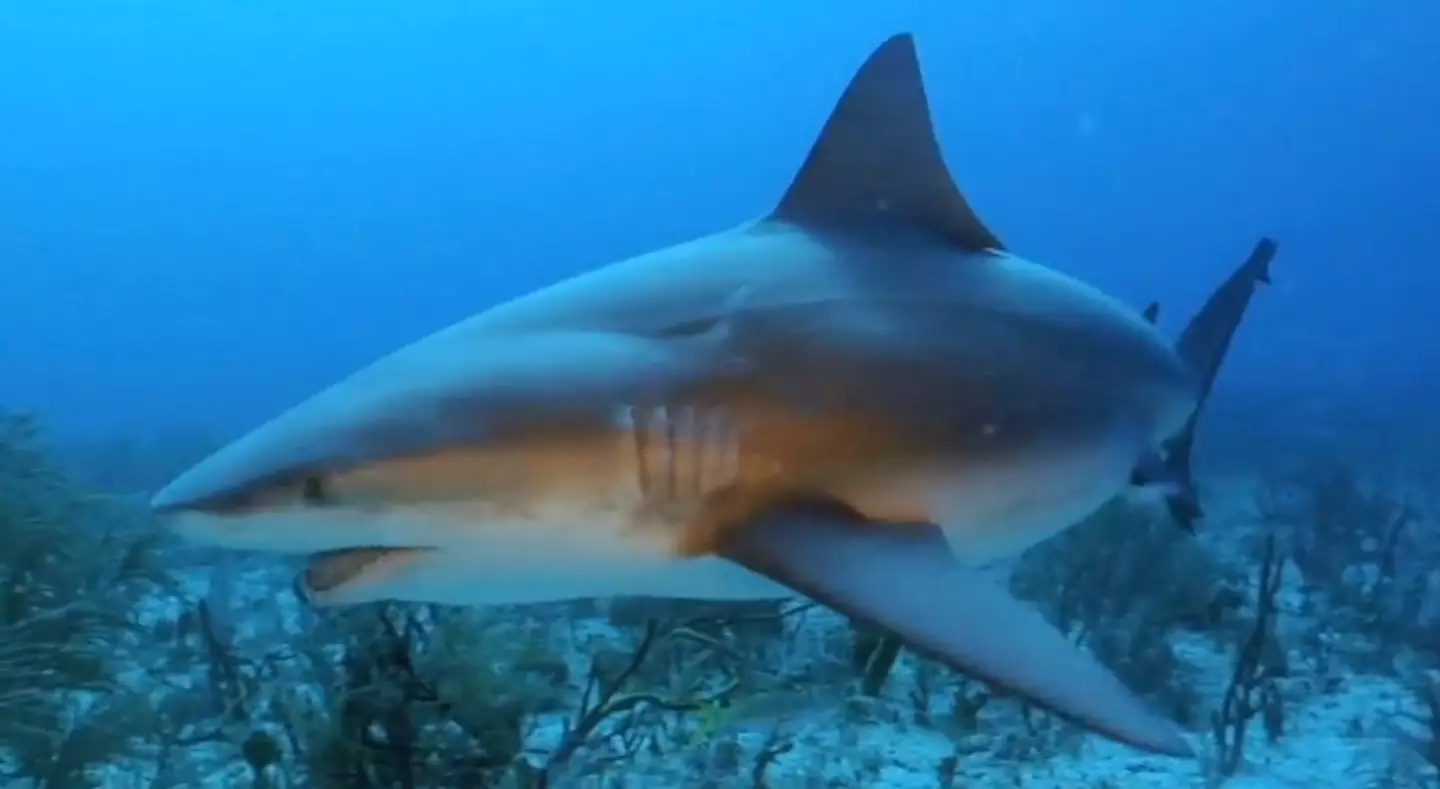 Bull sharks are dangerous to humans due to their aggressive tendencies and ability to migrate up rivers.