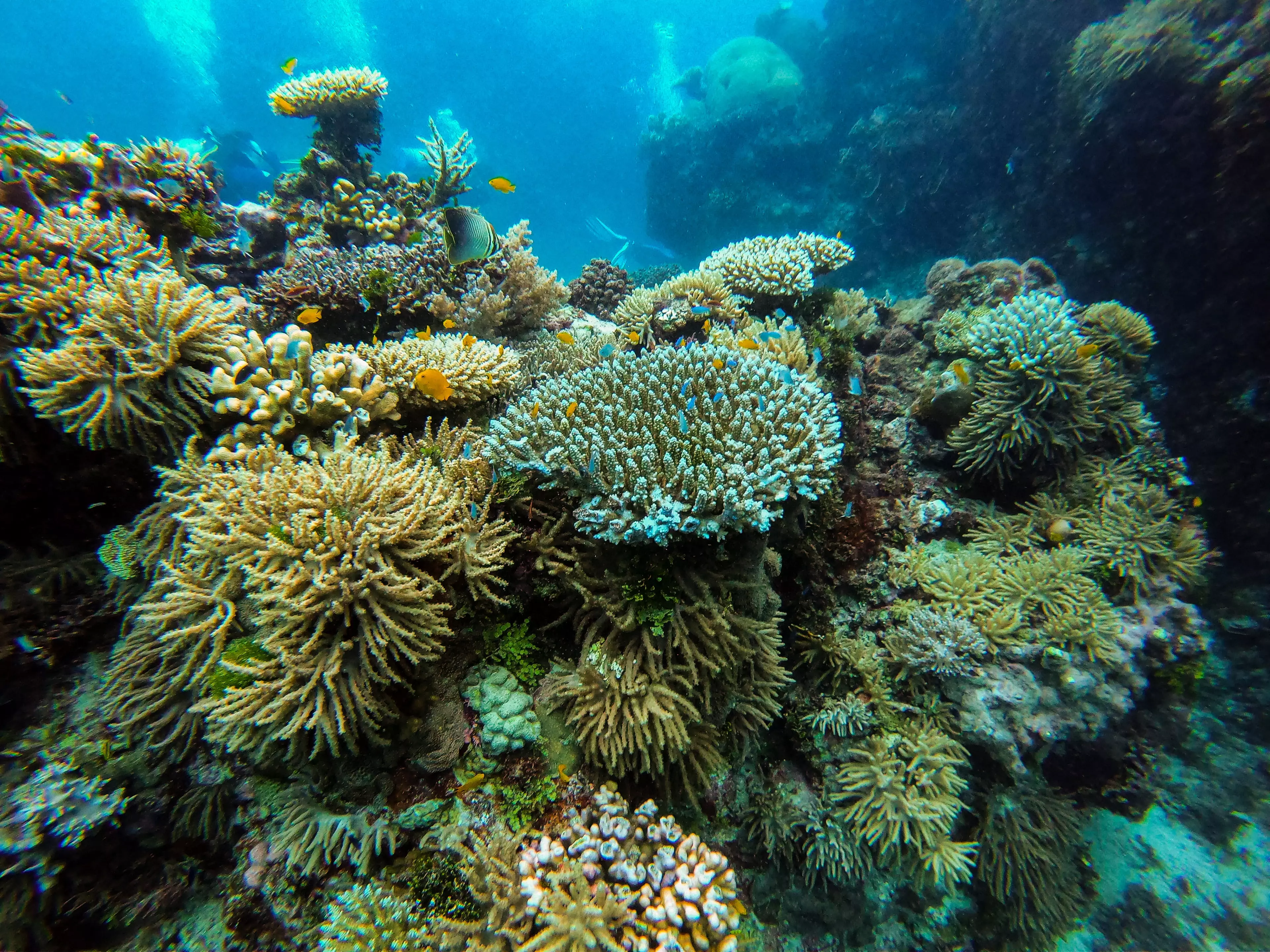 The Great Barrier Reef's status has been upgraded to 'critical' (