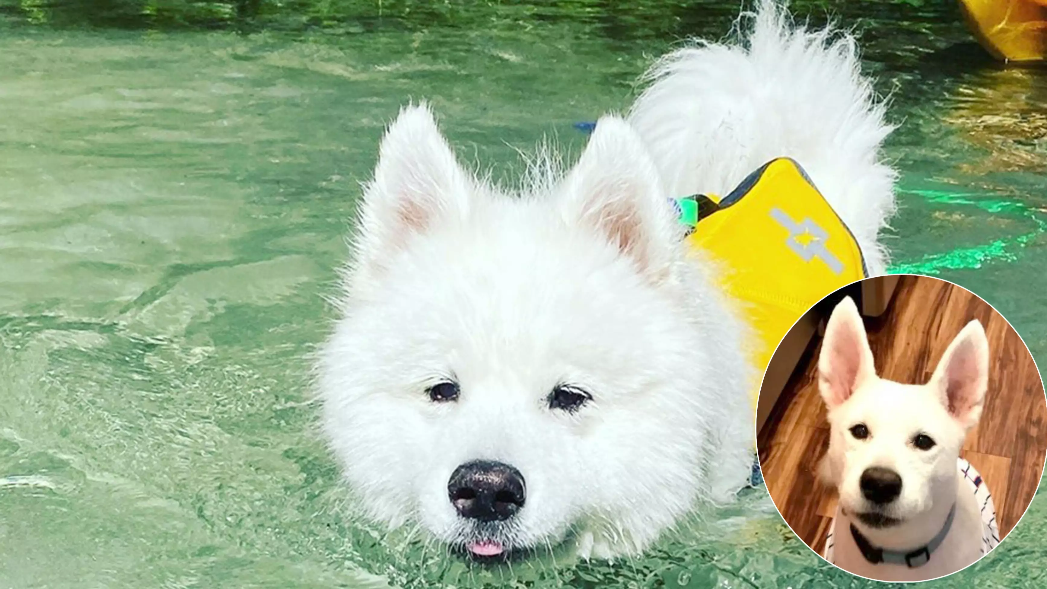 Dog Forced To Wear Sunscreen After Groomer Cuts Off All His Hair