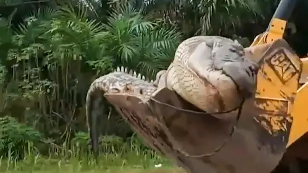 14ft 'Demon' Crocodile Captured, Beheaded And Buried By Villagers In Indonesia