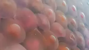 Thousands Of Pink Jellyfish Flock To Deserted Beach In The Philippines