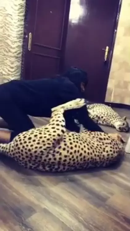 Jabar playing with her two cheetahs in an Instagram video.