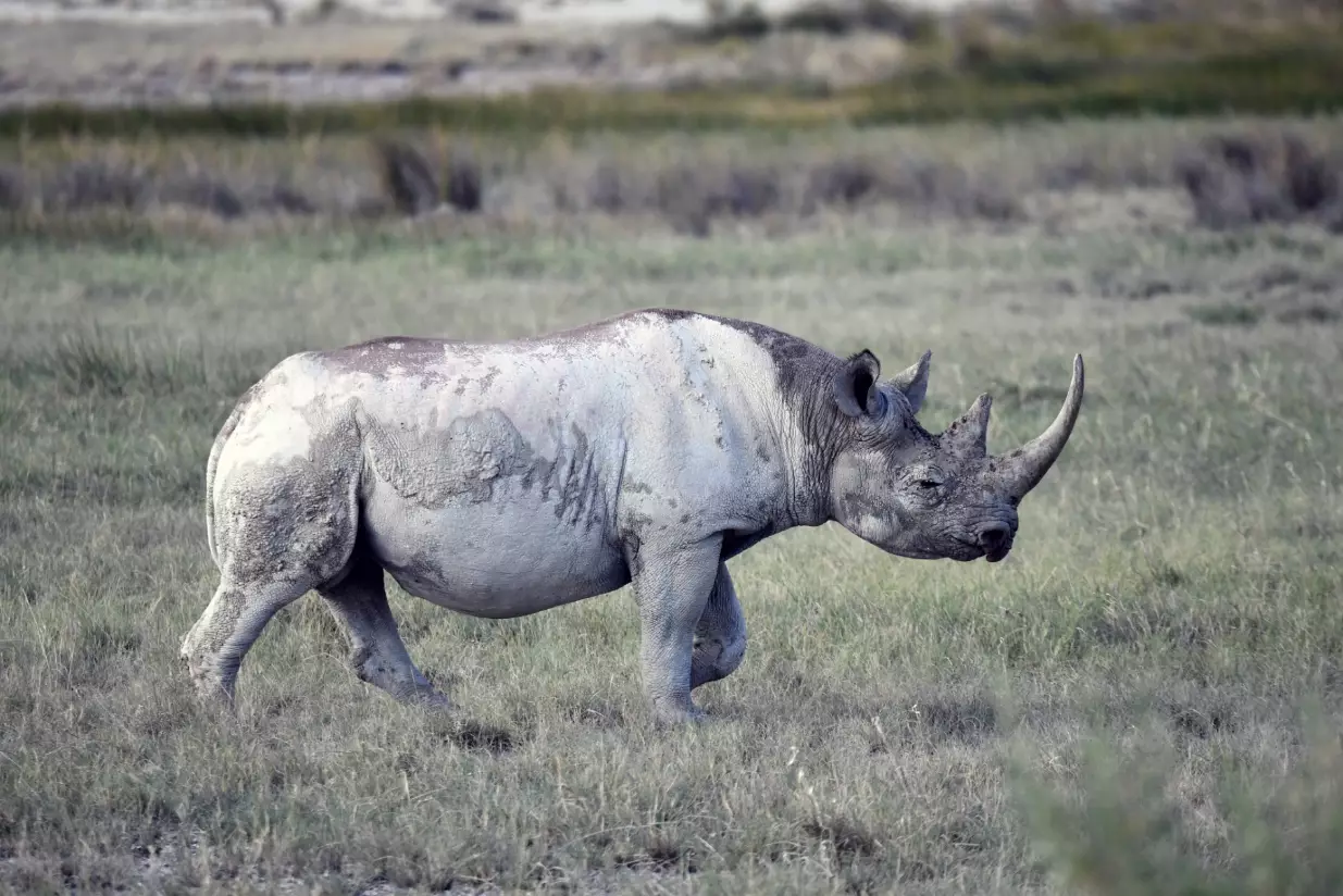 A critically endangered black rhinocerous at Etosha National Park in Namibia.