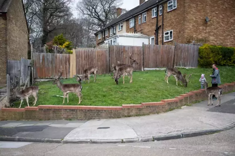 Deer taking over an empty neighbourhood in east London recently.