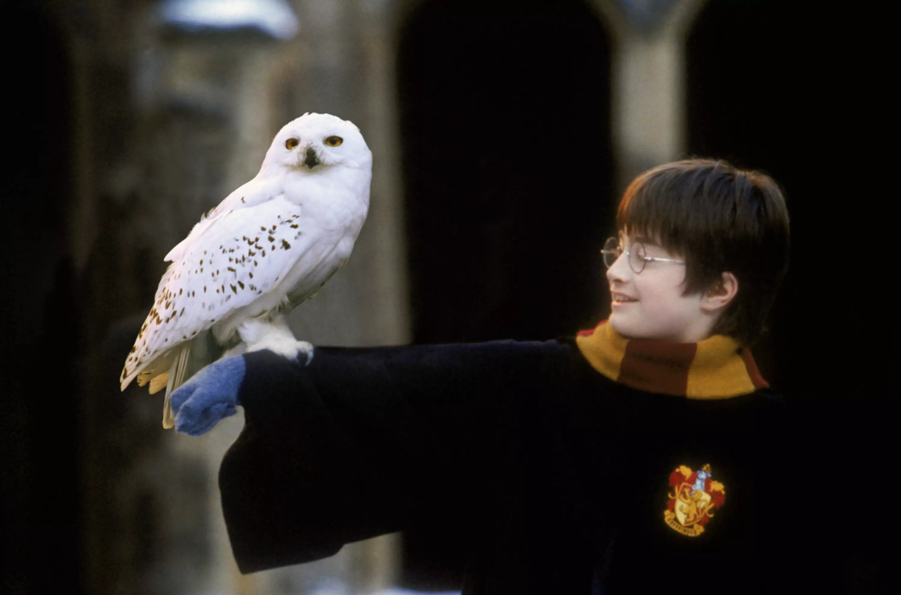 Hedwig is a Harry Potter staple (