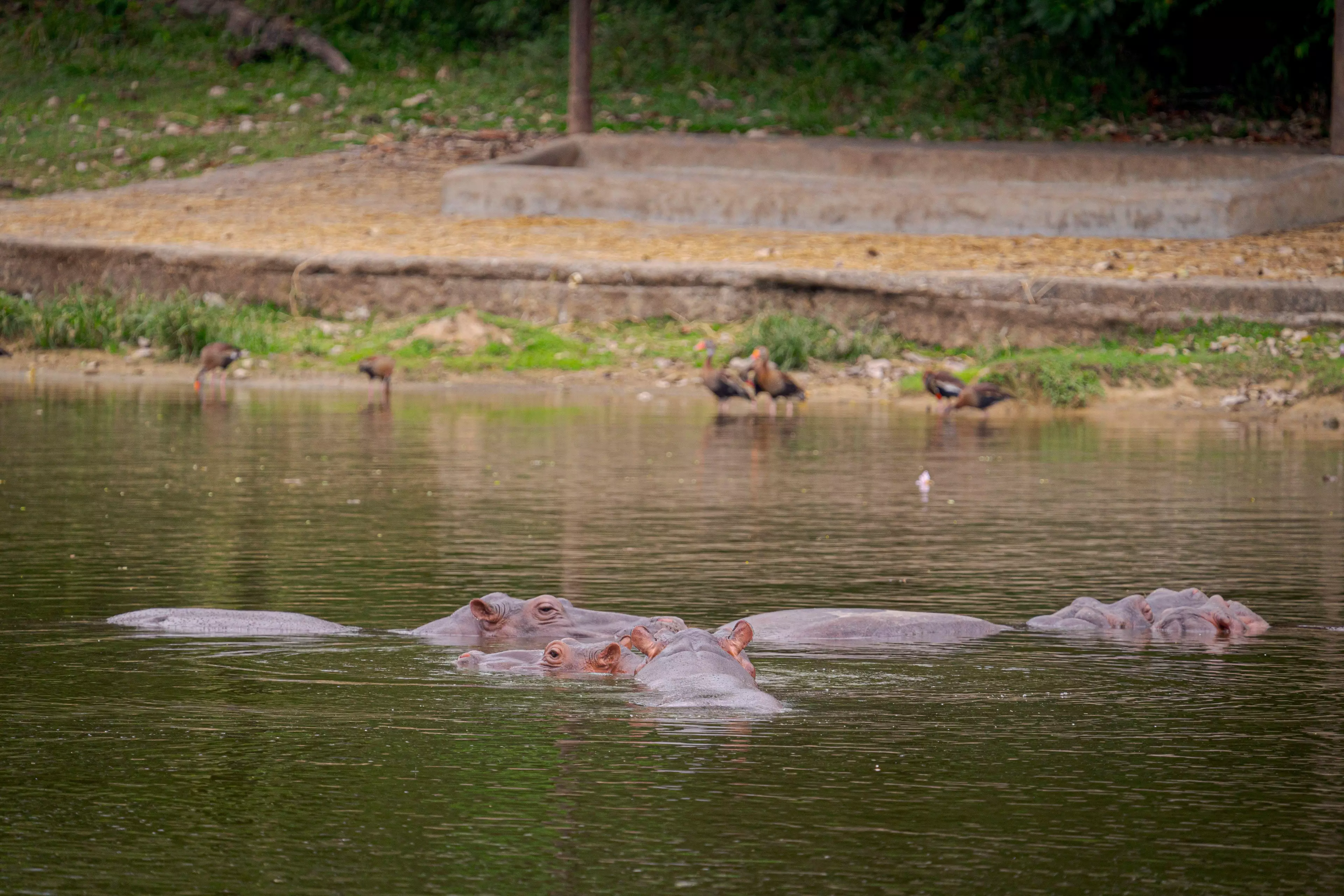 Hippos in one of the lakes at Hacienda Napoles.