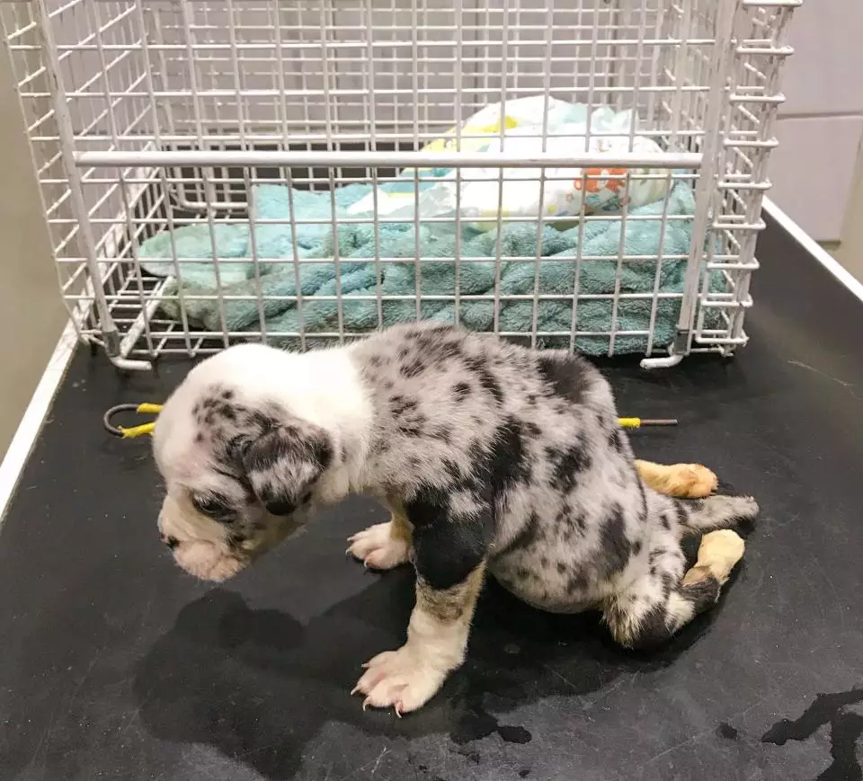 The tiny merle-coloured pup was paralysed from the back end.