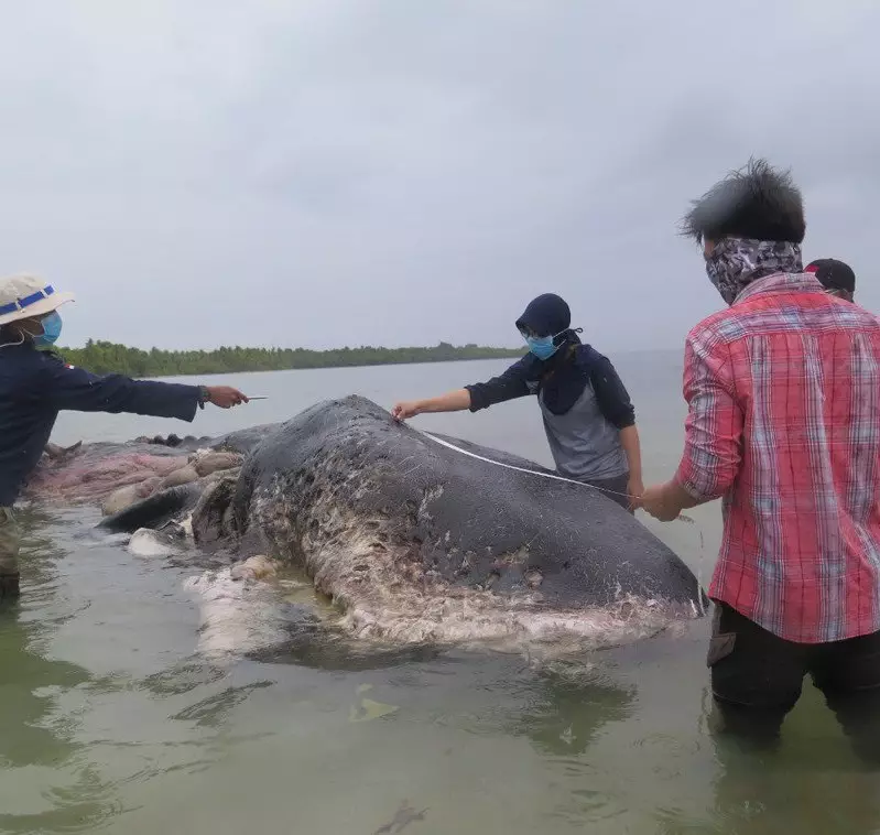 Dead whale had 1,000 pieces of plastic in its stomach.