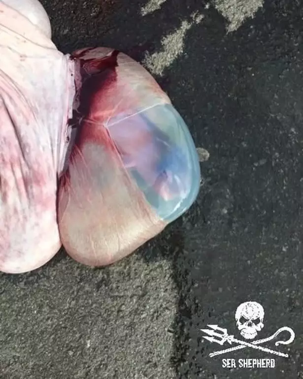 Sea Shepherd shared a gruesome picture of a whale foetus killed during the 'grind'.