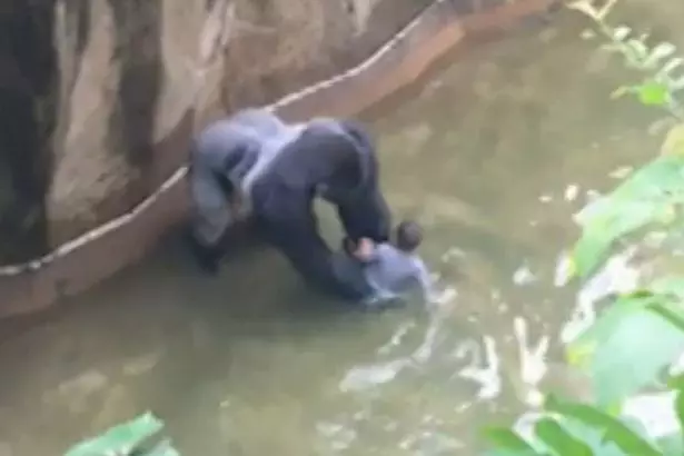 Gorilla Shot Dead In Cincinnati Zoo After 4-Year-Old Falls Into Enclosure