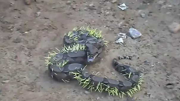 A Snake Ate A Porcupine Only To Discover Some Snacks Aren't Worth The Risk