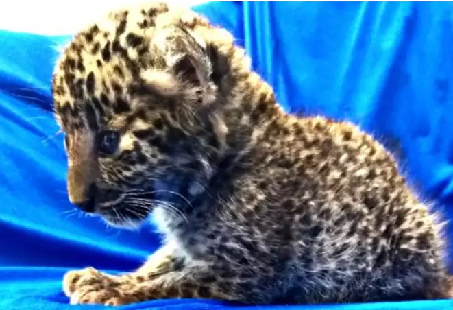 Man attempted to smuggled leopard cub.