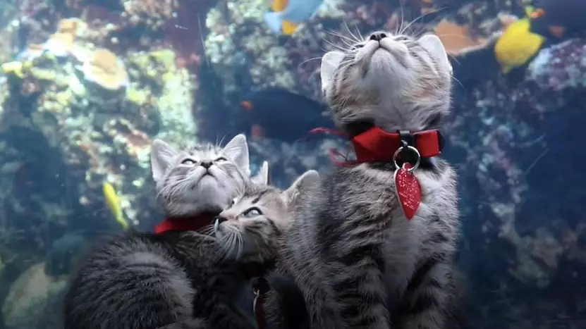 Adorable Kittens Allowed To Roam Around Aquarium