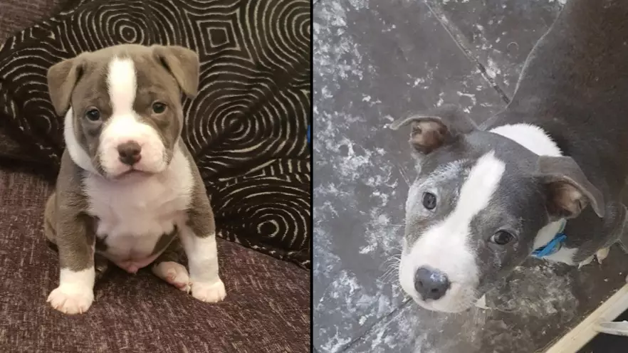 Owner Returns Home To Find 10-Week-Old Puppy Has Redecorated The Kitchen