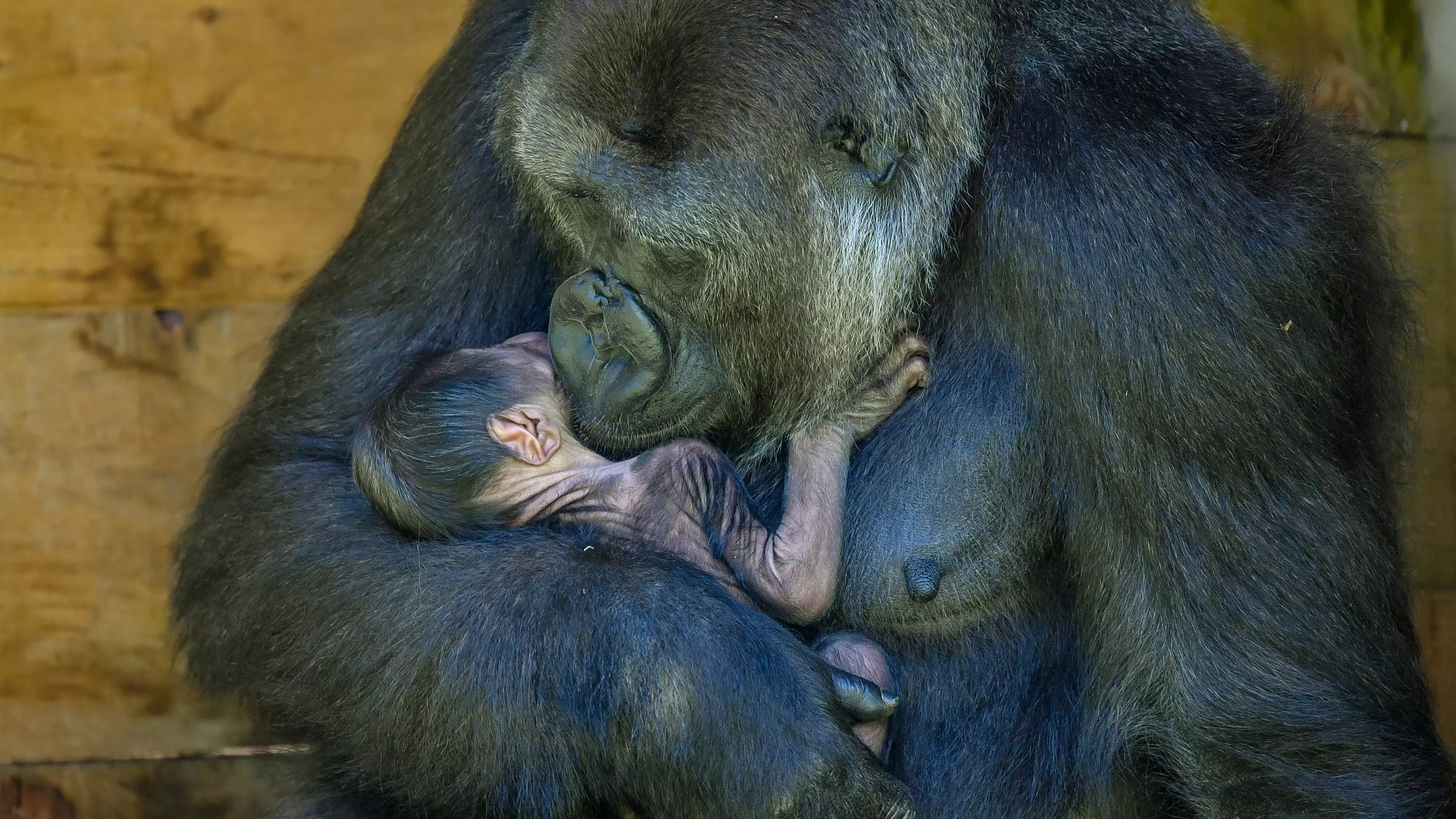 Critically Endangered Gorilla Gives Birth At Bristol Zoo