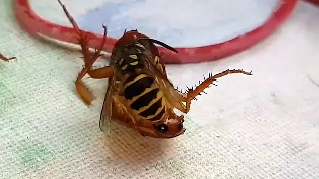 Wasp Beheads Cockroach On Dining Table Before Flying Off With Its Head