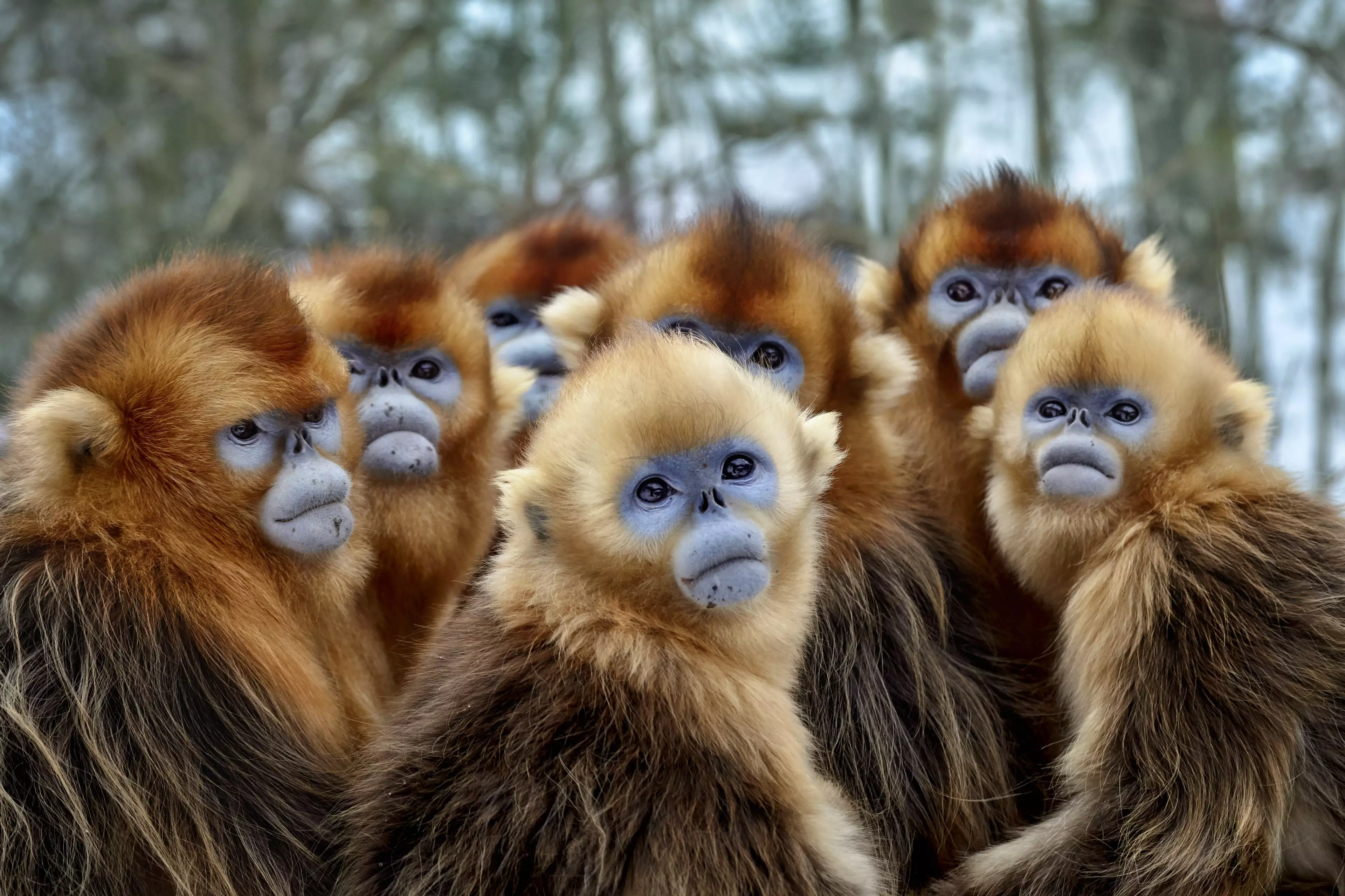 These Golden snub-nosed monkeys were filmed for the series in China. (