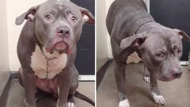 Heartbreaking Video Of Dog After She Realises Her Owners Aren't Coming Back