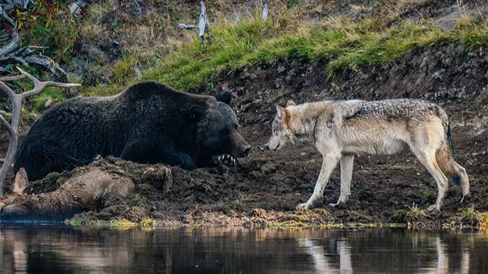 Photographer Captures Incredible Encounter Between Grizzly Bear And Wolf