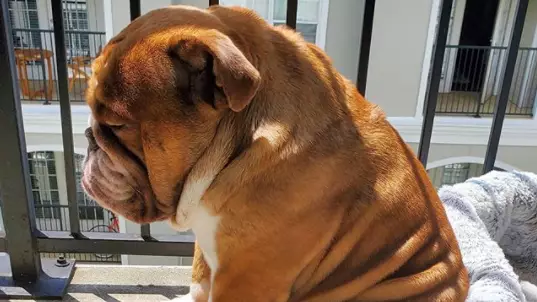 Big Poppa The Bulldog Becomes Online Celebrity After Picture Of Him Looking Sad During Lockdown Goes Viral