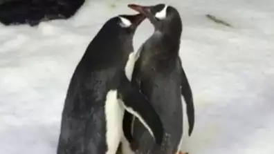 Gay Penguin ‘Power Couple’ Adopt Second Egg After Hatching First Chick Last Year