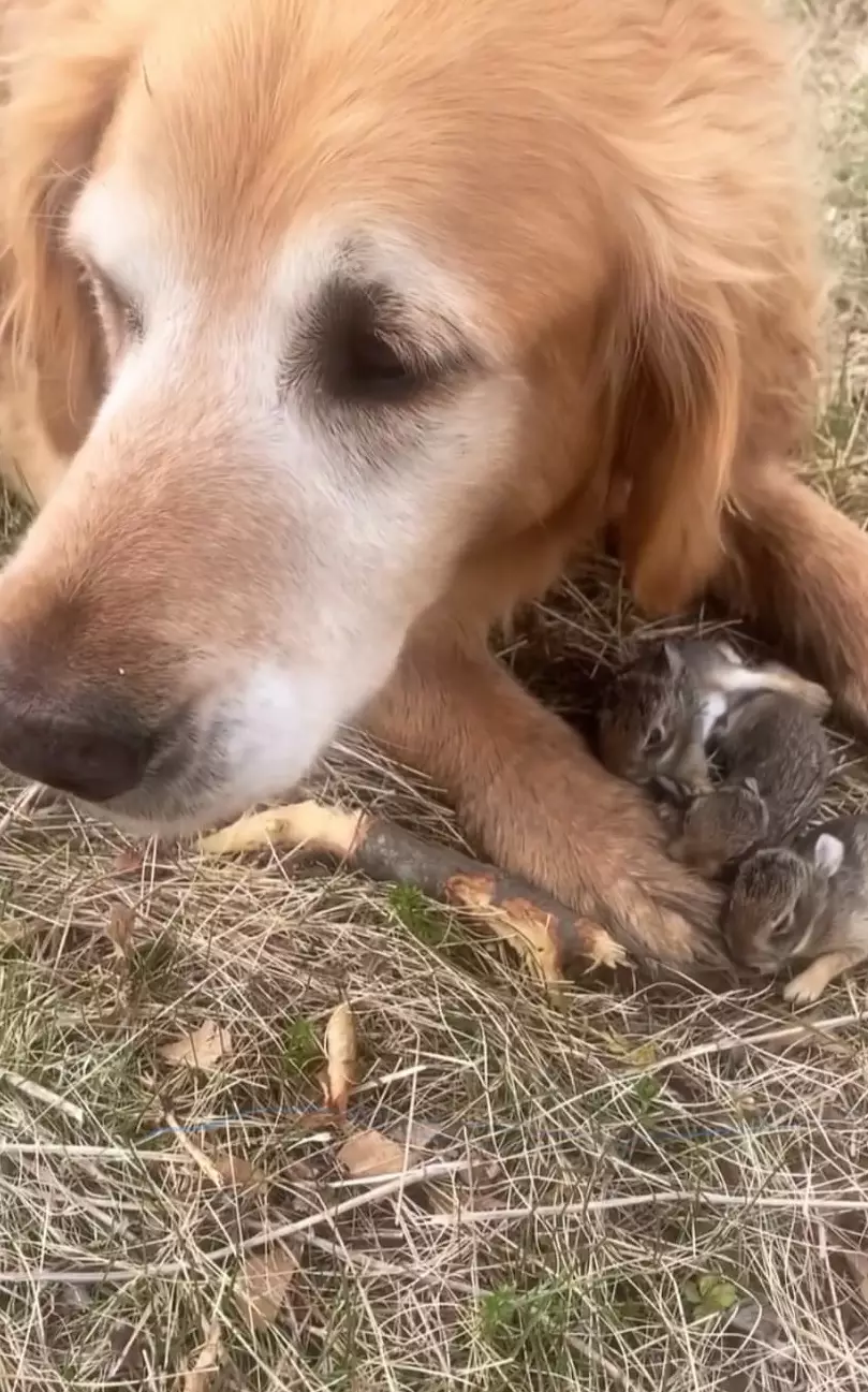 Otis gathered the vulnerable bunnies and helped get them back to their nest (