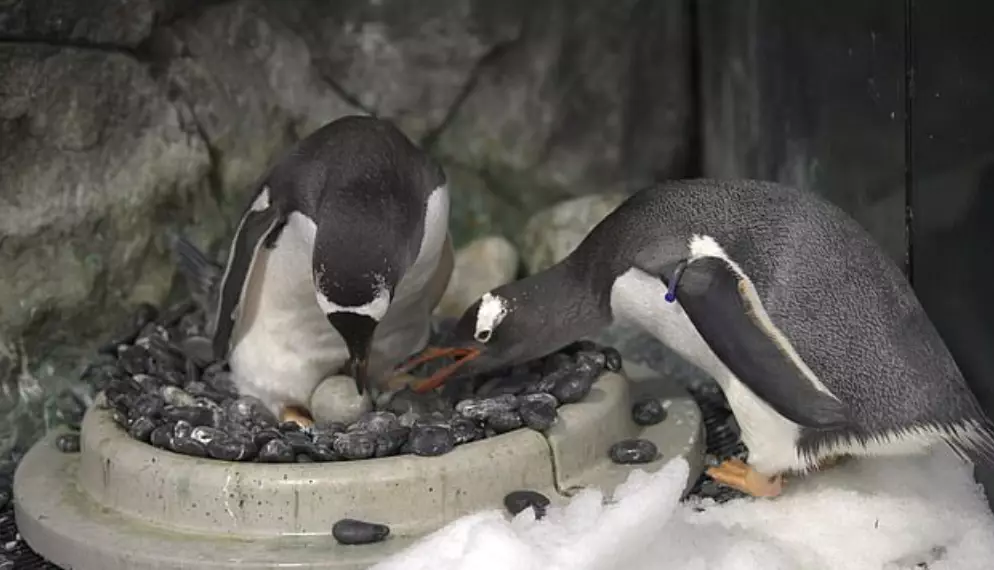 The same sex penguin couple are hoping to raise their second chick (