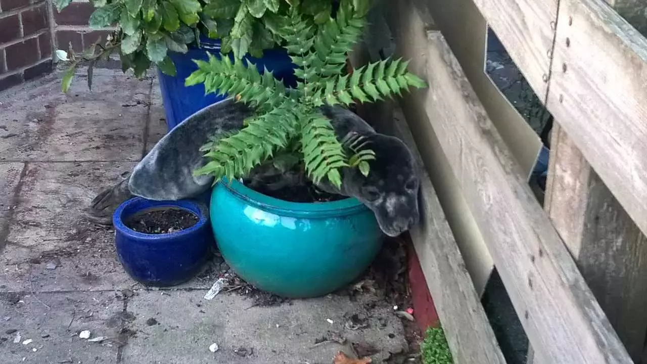 The pup was hidden on a plant pot.