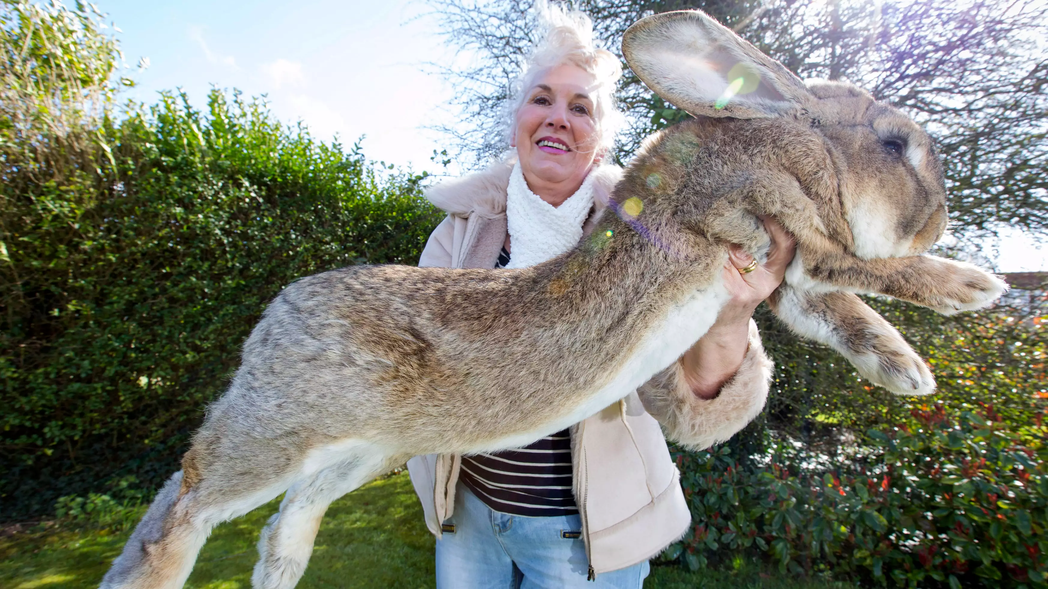 Rabbit Destined To Become 'World's Biggest' Dies On Board United Airlines Flight
